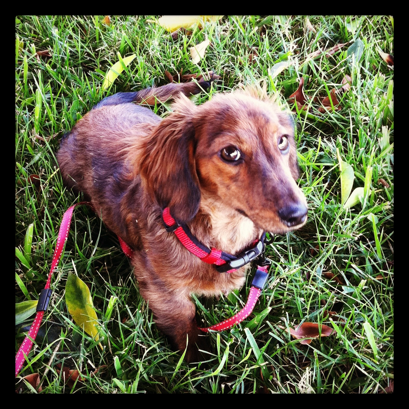 ricci, baby talk, and dog nuts…