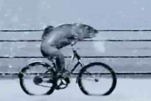 fish and bicycles…