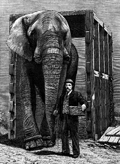 jumbo the elephant and me…
